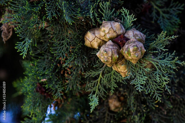 Obraz christmas decoration