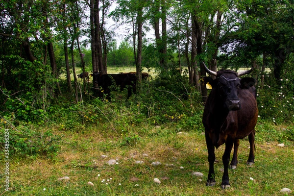 Obraz cow in the field
