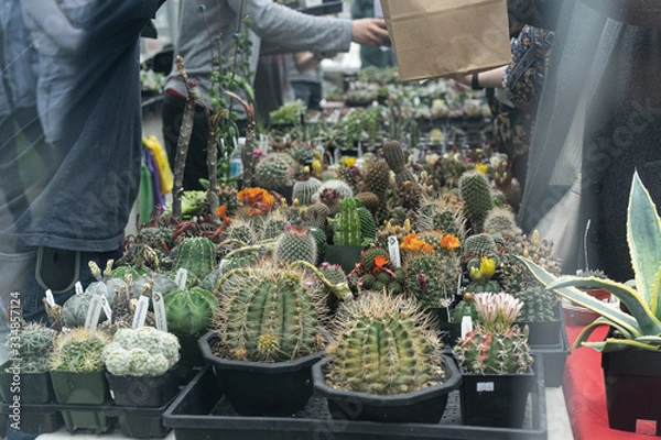 Obraz People selling cacti and succulents in a market or a succulent show.
