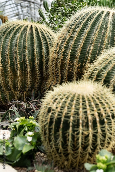 Obraz Green plants in the botanical garden. Succulents and cacti with thorns and decorative grass.