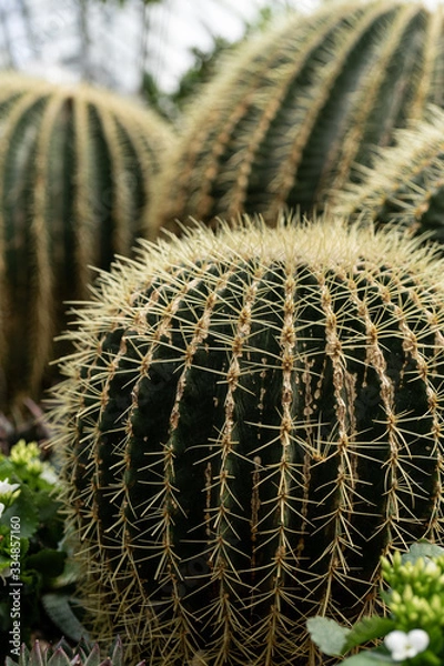 Obraz Green plants in the botanical garden. Succulents and cacti with thorns and decorative grass.