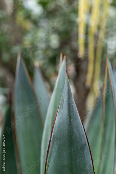 Obraz Green plants in the botanical garden. Succulents and cacti with thorns and decorative grass.