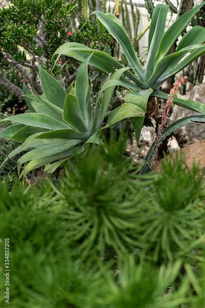 Fototapeta Green plants in the botanical garden. Succulents and cacti with thorns and decorative grass.