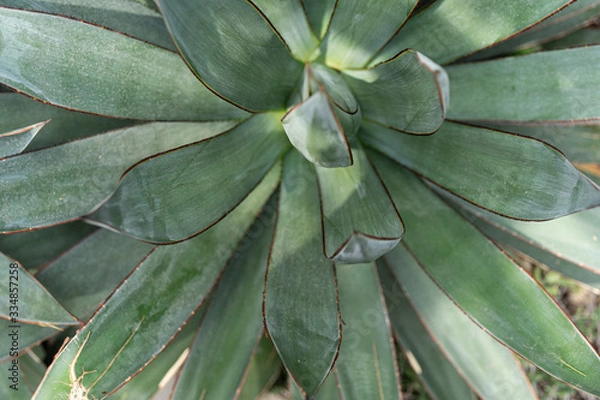 Obraz Green plants in the botanical garden. Succulents and cacti with thorns and decorative grass.