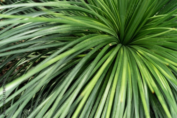 Obraz Green plants in the botanical garden. Succulents and cacti with thorns and decorative grass.