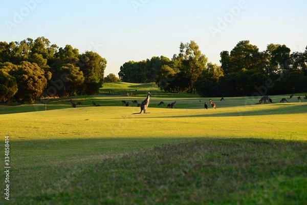 Obraz Kangaroos on a golf course.
