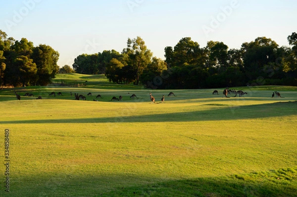 Obraz Kangaroos on a golf course.