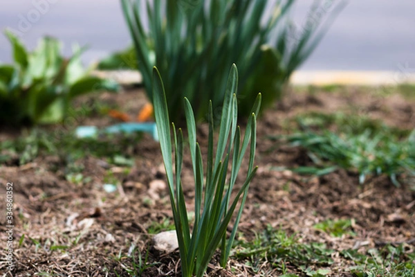 Fototapeta Bulb Plant Sprouting in Spring