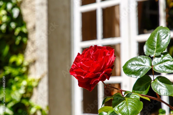 Fototapeta Bushes with red roses against a stone wall and an old window with white bindings.