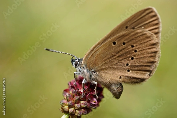 Fototapeta Nahansicht eines Dunklen Ameisenbläuling