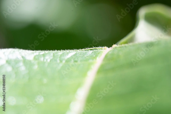 Obraz hoja verde