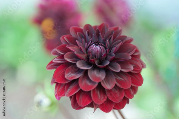 Obraz dahlia 6