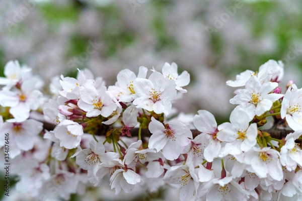 Fototapeta 渡良瀬川沿いの満開のサクラ