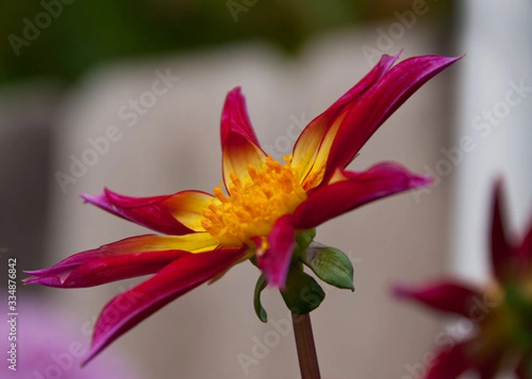 Obraz Dahlia 
