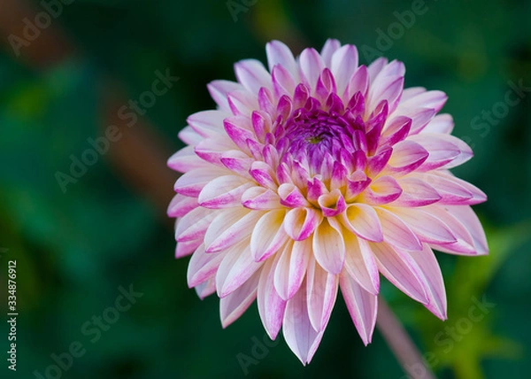 Obraz Dahlia 