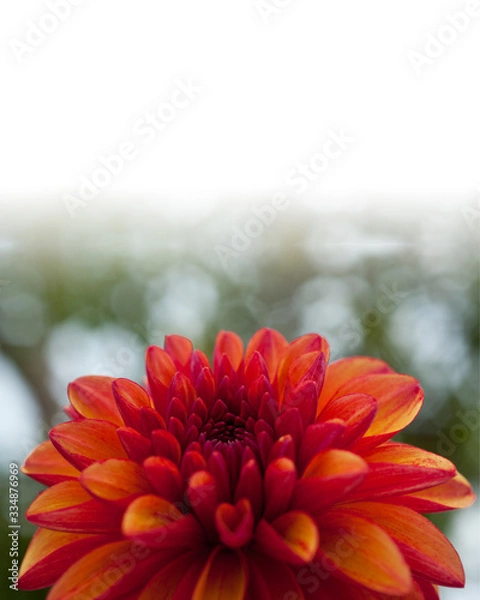 Obraz Dahlia 