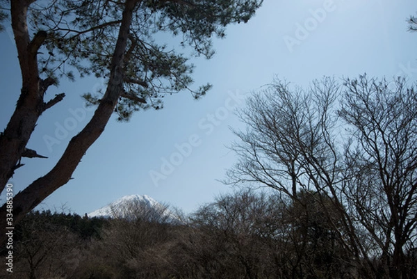 Obraz 樹々の隙間から見える富士山