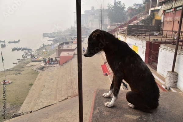 Obraz インドの世界遺産　ワラーナシーの古い街並み　ガンジス川沿いのガートで生活する野良犬　ガートを歩く巡礼者や観光客　川岸に停留中の遊覧ボート