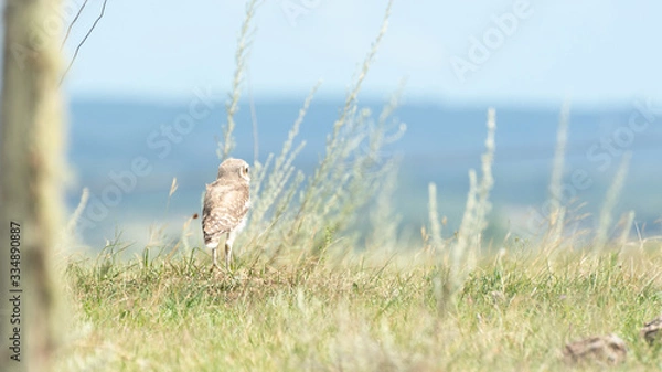 Obraz Athene cunicularia on land