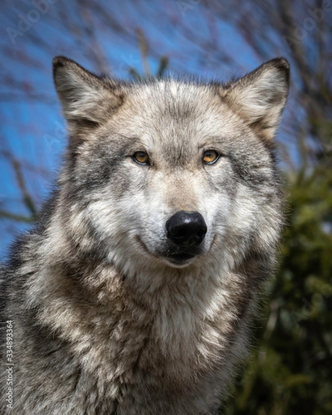 Obraz Wolves in springtime in the Midwest