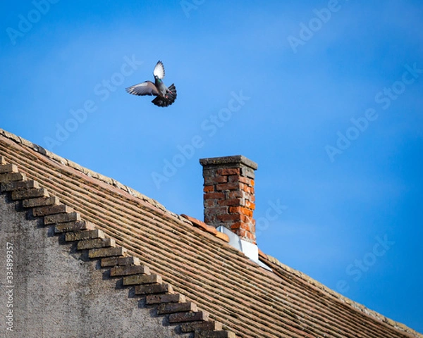 Fototapeta The chimney and roof structure of an old building, above it a dove flying under the blue sky.