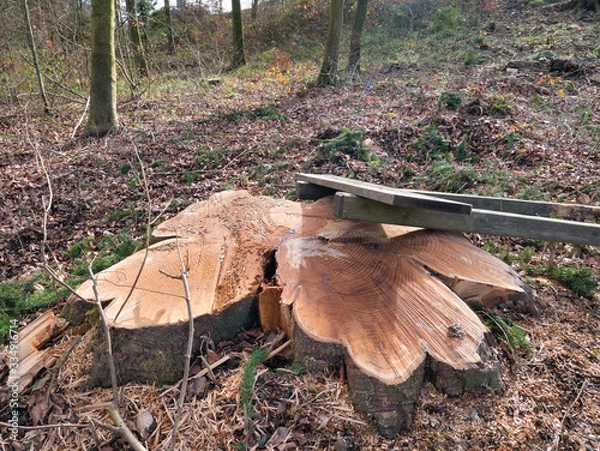Obraz Signs made of wood on the sawn-off tree trunk surrounded by wood chips and sawdust in the foreground in the middle of a forest.