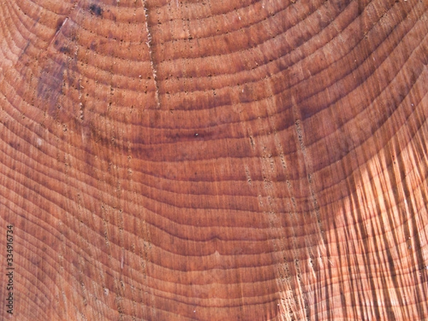 Fototapeta Part of the cross section of a cut tree trunk with annual rings as a close-up view.