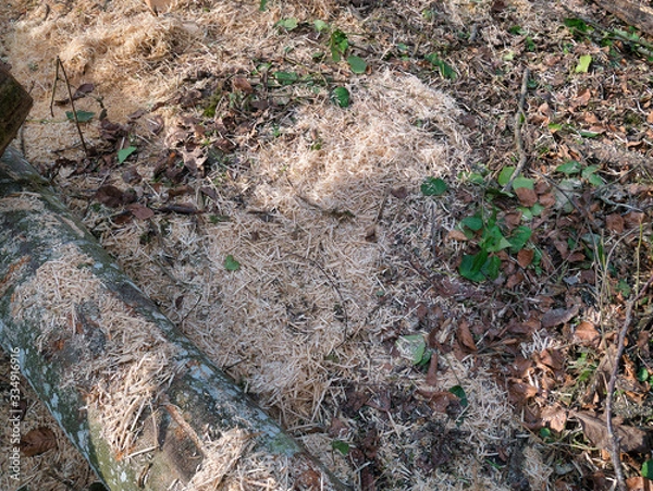 Obraz Wood chips and sawdust are spread out on the log and forest floor as a close-up view.