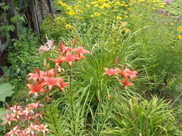 Obraz red flowers in the garden