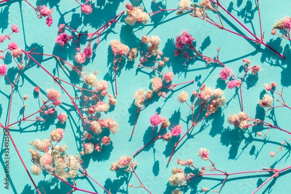 Fototapeta Dried flowers, hypsophila close-up, pink flowers on a turquoise background, image with hard lighting