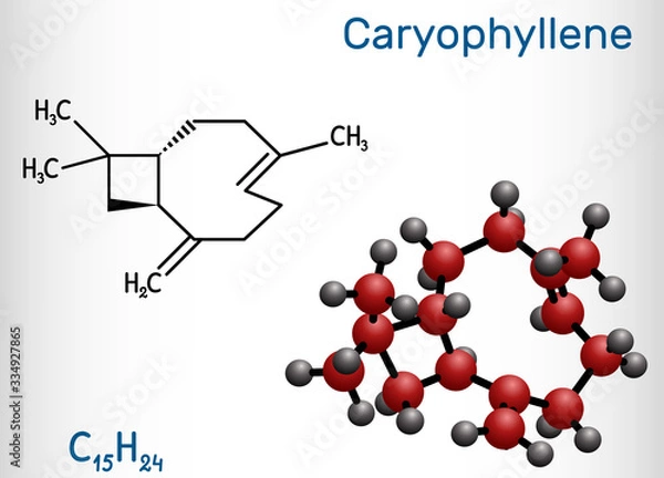 Fototapeta Caryophyllene, beta-Caryophyllene, C15H24 molecule. It is natural bicyclic sesquiterpene that is a constituent of many essential oils. Structural chemical formula and molecule model