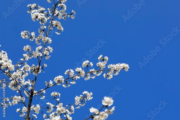 Fototapeta 파란 하늘과 벚꽂이 보이는 아름다운 봄풍경