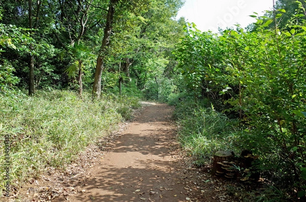 Fototapeta 八国山緑地
