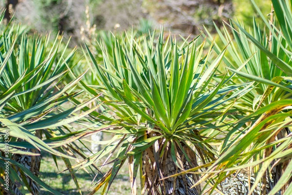 Fototapeta Green evergreen leaves of Yucca gloriosa, nature texture, Sharp leaves, green plant