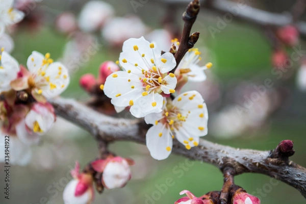 Obraz blooming wild apricots close-up