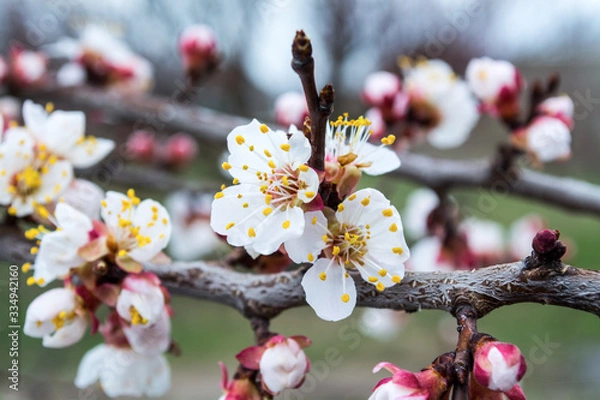 Obraz blooming wild apricots close-up