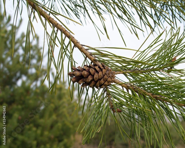 Obraz forest cones close-up in the forest