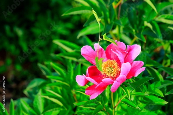 Fototapeta 붉게 피어난 아름다운 모란꽃