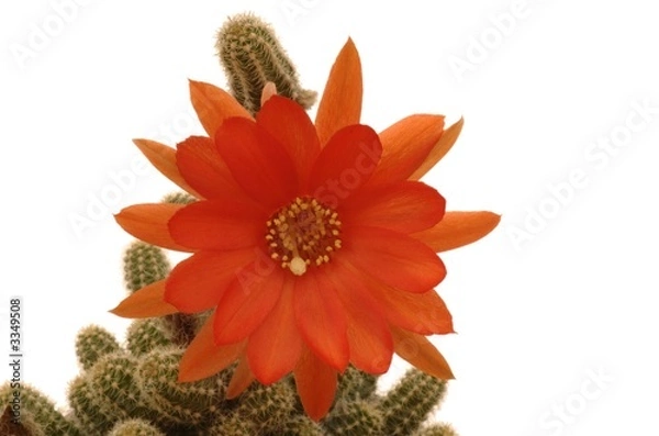 Fototapeta pragochamaecereus cv.