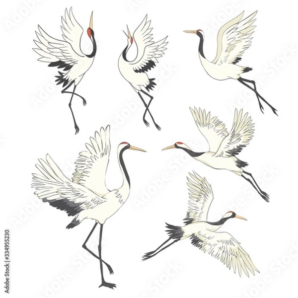 Fototapeta Set of birds. Crane, stork, heron. Vector.