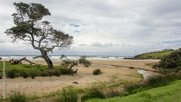 Obraz Beach Tree