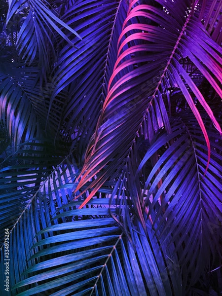 Fototapeta tropical summer vertical background, exotic leaf with neon party glow, colorful blue backdrop