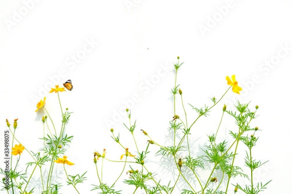 Obraz Butterflies and flowers