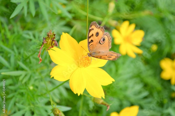 Obraz Butterflies and flowers