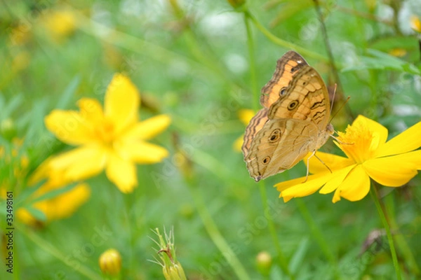 Obraz Butterflies and flowers