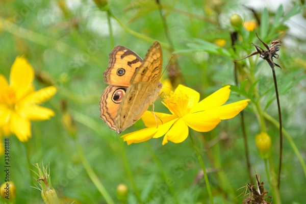 Obraz Butterflies and flowers