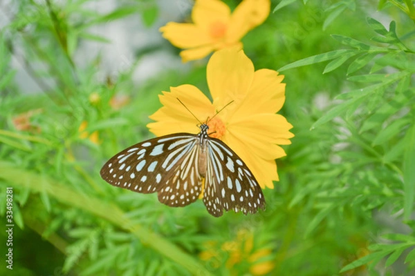 Obraz Butterflies and flowers