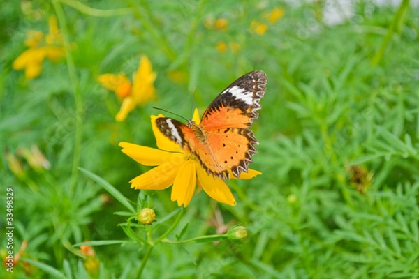 Obraz Butterflies and flowers