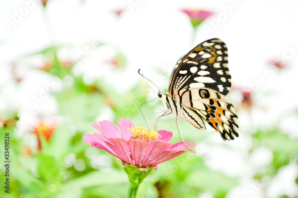 Obraz Butterflies and flowers
