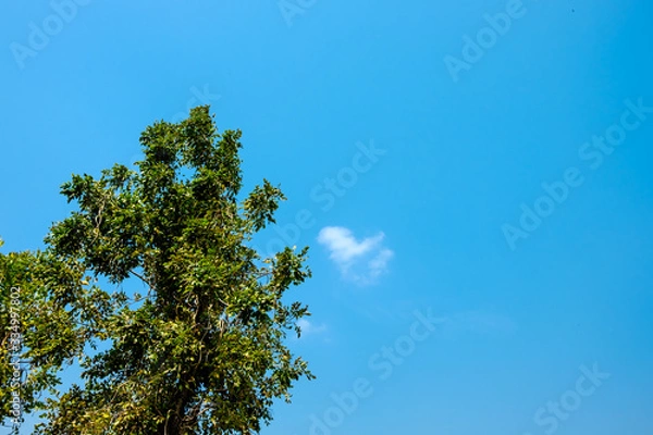 Fototapeta A tree branch with a sky background